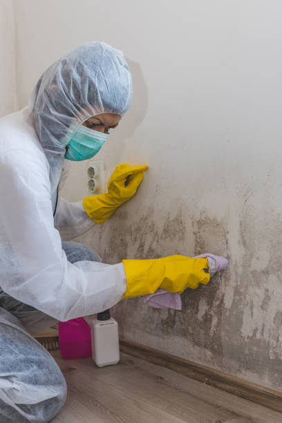 Best Mold Documentation for Insurance Claims  in Hebron Estates, KY